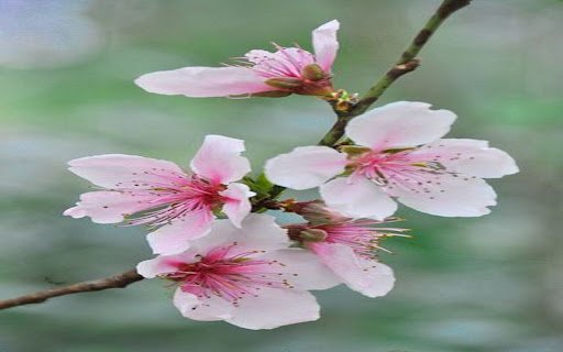 peach blossom wallpaper  from Chrome web store to be run with OffiDocs Chromium online