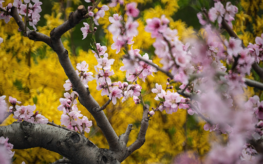 Peach tree blooms  from Chrome web store to be run with OffiDocs Chromium online