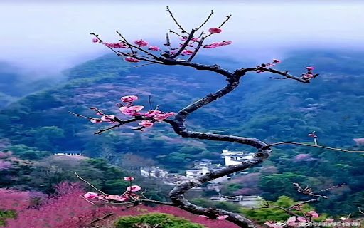 peach tree wallpaper  from Chrome web store to be run with OffiDocs Chromium online