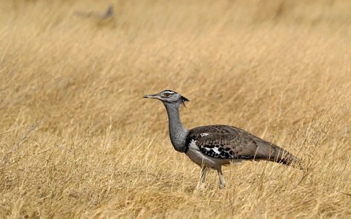 PEACOCK BIRD THEME  from Chrome web store to be run with OffiDocs Chromium online