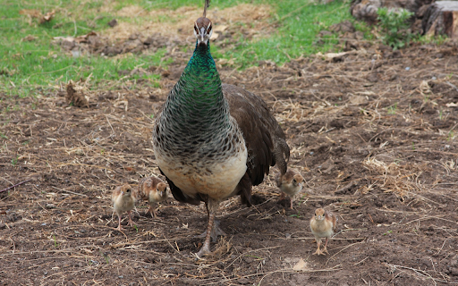 Peacock Flock  from Chrome web store to be run with OffiDocs Chromium online