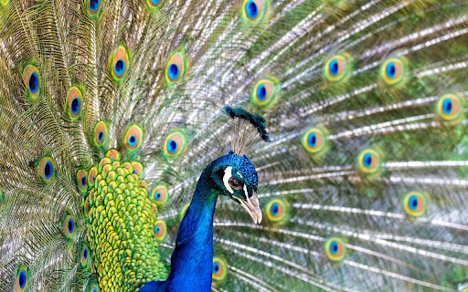 Peacock Spreading Wings  from Chrome web store to be run with OffiDocs Chromium online