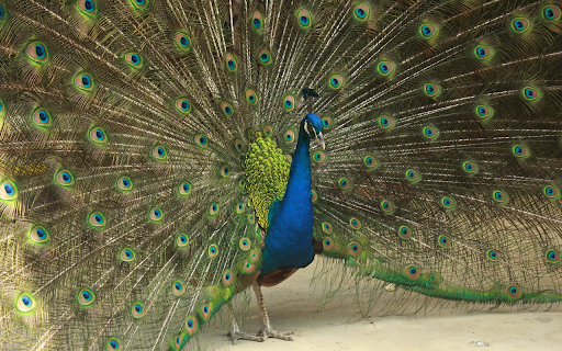 Peacock spreads its wings  from Chrome web store to be run with OffiDocs Chromium online