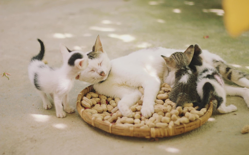 Peanuts and kittens  from Chrome web store to be run with OffiDocs Chromium online