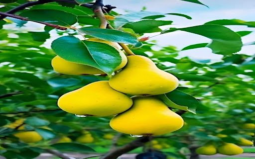 pear wallpaper  from Chrome web store to be run with OffiDocs Chromium online