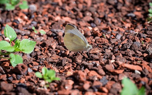 pebbles and white butterflies  from Chrome web store to be run with OffiDocs Chromium online