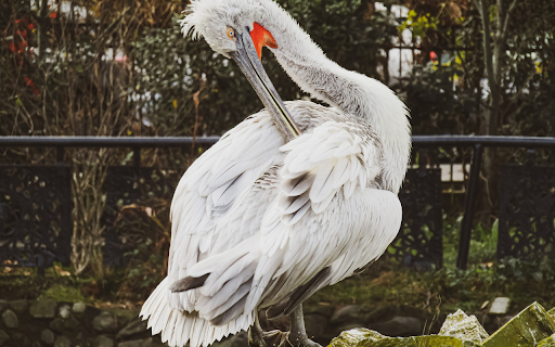 Pelican and long beak from Chrome web store to be run with OffiDocs Chromium online Pelican and long beak from Chrome web store to be run with OffiDocs Chromium online