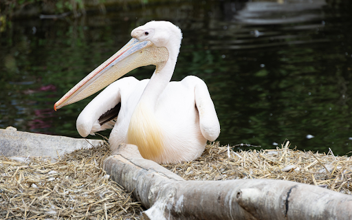Pelican Lying by the Lake  from Chrome web store to be run with OffiDocs Chromium online
