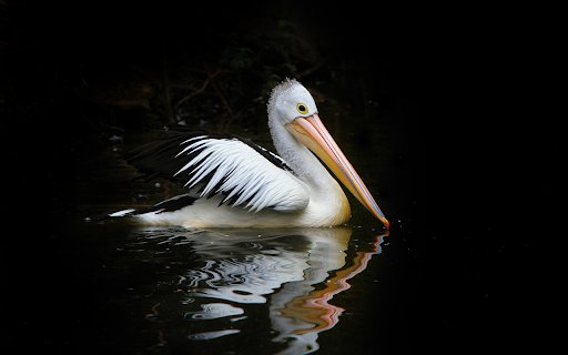 Pelicans swim  from Chrome web store to be run with OffiDocs Chromium online