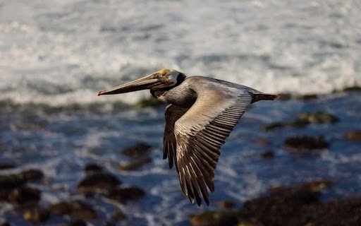 PELICAN Theme  from Chrome web store to be run with OffiDocs Chromium online