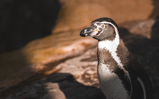 Penguin and Brown Eyes  from Chrome web store to be run with OffiDocs Chromium online