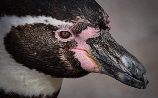 Penguin bird head  from Chrome web store to be run with OffiDocs Chromium online