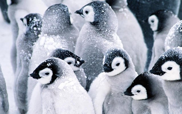 Penguin Huddle de Chrome web store se ejecutará con OffiDocs Chromium en línea