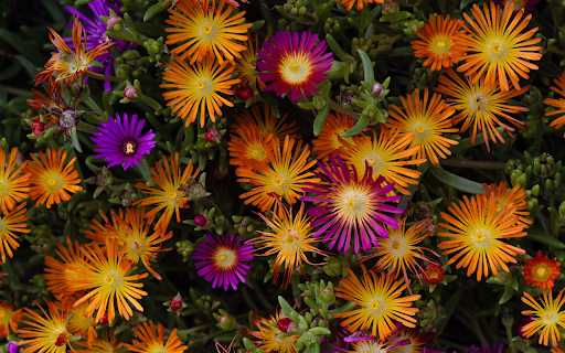 Penny chrysanthemum  from Chrome web store to be run with OffiDocs Chromium online