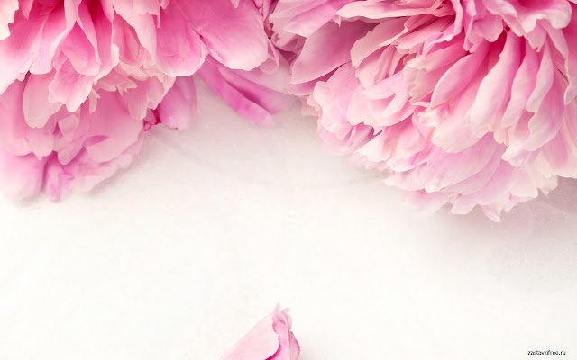 Peony  from Chrome web store to be run with OffiDocs Chromium online