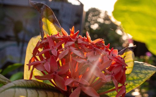 Peony in the sun  from Chrome web store to be run with OffiDocs Chromium online
