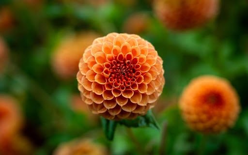 Peony Theme  from Chrome web store to be run with OffiDocs Chromium online