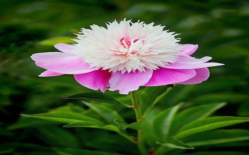 Peony Wallpaper from Chrome web store to be run with OffiDocs Chromium online Peony Wallpaper from Chrome web store to be run with OffiDocs Chromium online