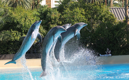 performing dolphins  from Chrome web store to be run with OffiDocs Chromium online