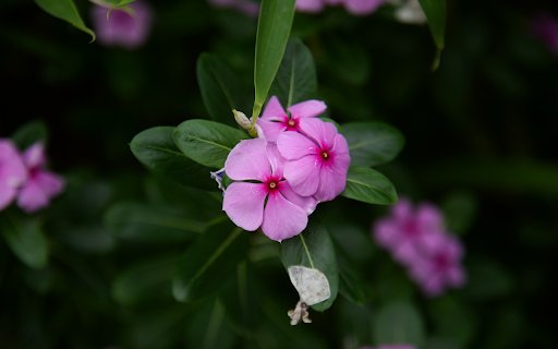 Periwinkle flowers are purple and pink  from Chrome web store to be run with OffiDocs Chromium online
