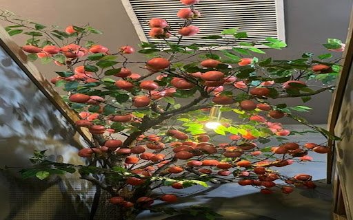 persimmon tree wallpaper with many fruits  from Chrome web store to be run with OffiDocs Chromium online