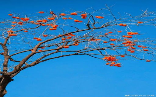 persimmon tree with fruit wallpaper  from Chrome web store to be run with OffiDocs Chromium online