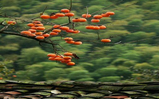 Persimmon wallpaper  from Chrome web store to be run with OffiDocs Chromium online