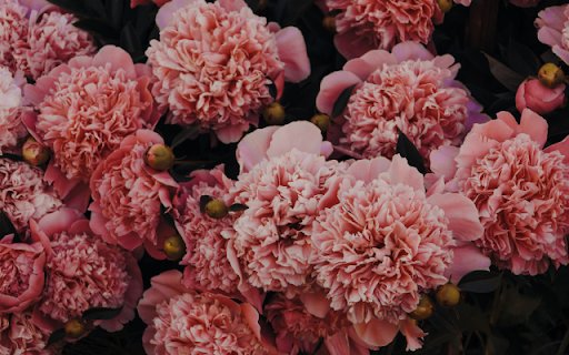 Petals Swirl, Soft Pink Hues Bloom from Chrome web store to be run with OffiDocs Chromium online Petals Swirl, Soft Pink Hues Bloom from Chrome web store to be run with OffiDocs Chromium online