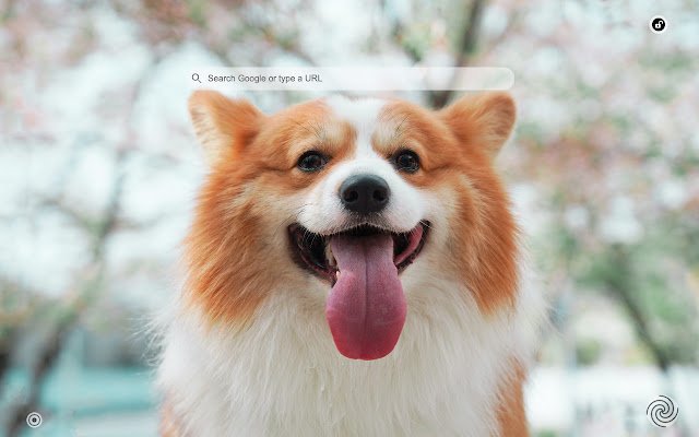 Pet Wallpaper Custom New Tab  from Chrome web store to be run with OffiDocs Chromium online