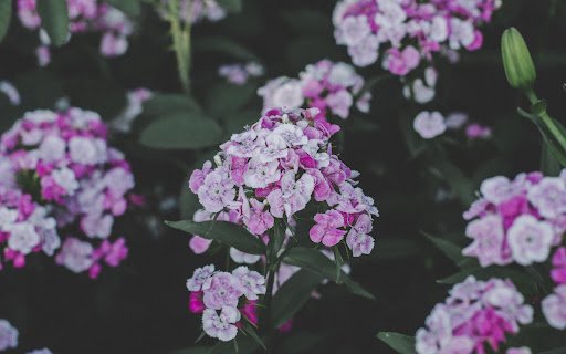 Phlox Flowers  from Chrome web store to be run with OffiDocs Chromium online
