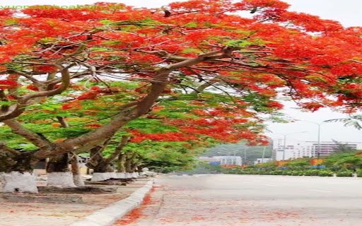 phoenix tree wallpaper from Chrome web store to be run with OffiDocs Chromium online phoenix tree wallpaper from Chrome web store to be run with OffiDocs Chromium online