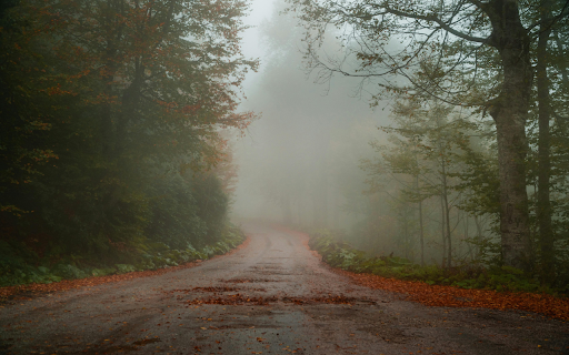 Photo of Foggy Road Between Trees  from Chrome web store to be run with OffiDocs Chromium online