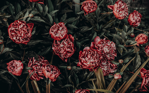 Photo of Red Peonies Painting  from Chrome web store to be run with OffiDocs Chromium online