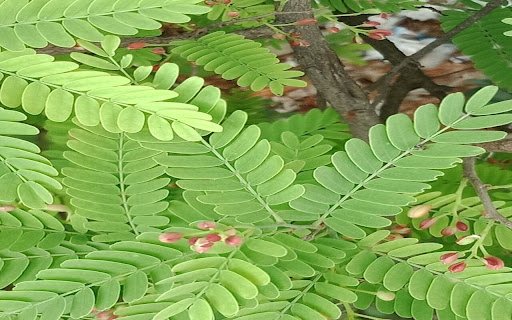 Phyllanthus urinaria wallpaper  from Chrome web store to be run with OffiDocs Chromium online