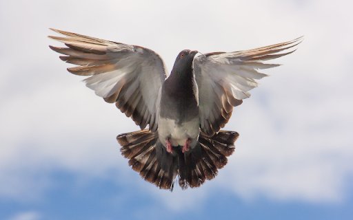Pigeon  from Chrome web store to be run with OffiDocs Chromium online