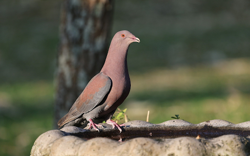 Pigeon and the High Neck  from Chrome web store to be run with OffiDocs Chromium online