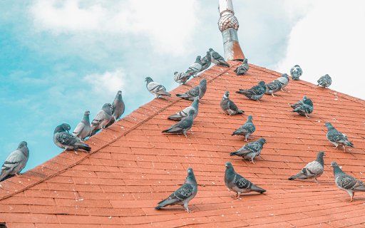 Pigeon on the roof  from Chrome web store to be run with OffiDocs Chromium online