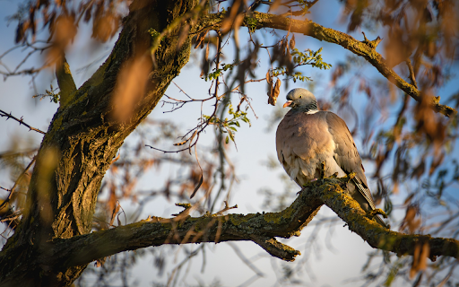 Pigeon perched on a tree branch from Chrome web store to be run with OffiDocs Chromium online Pigeon perched on a tree branch from Chrome web store to be run with OffiDocs Chromium online