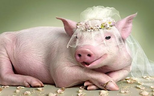pig wallpaper  from Chrome web store to be run with OffiDocs Chromium online