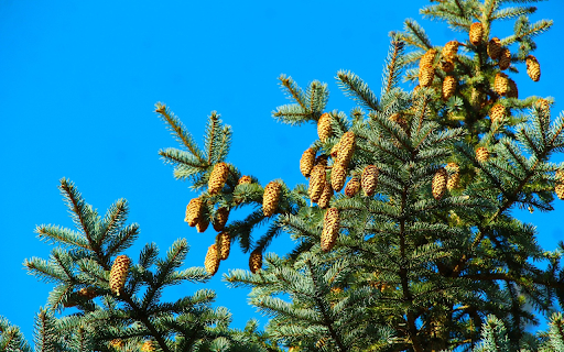 Pine Branch with Many Fruits  from Chrome web store to be run with OffiDocs Chromium online