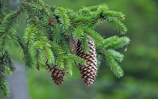 Pine tree branches  from Chrome web store to be run with OffiDocs Chromium online