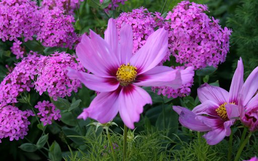 Pink and Purple Garden Flowers  from Chrome web store to be run with OffiDocs Chromium online