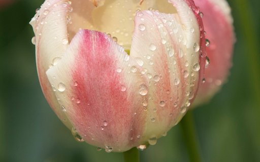 Pink and White Tulips  from Chrome web store to be run with OffiDocs Chromium online