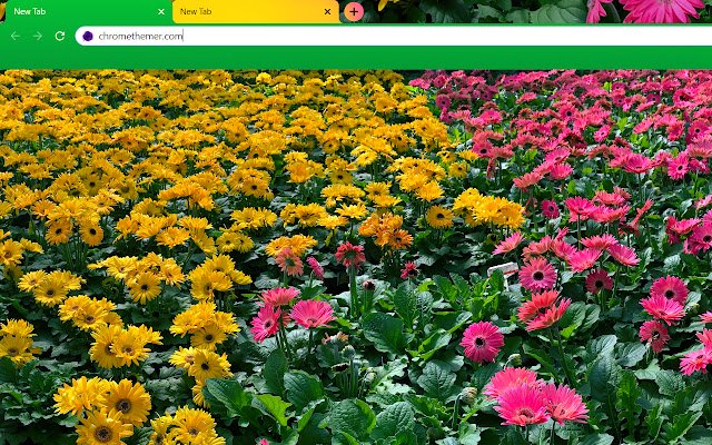 Pink and Yellow Daisy Flowers  from Chrome web store to be run with OffiDocs Chromium online