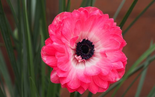 pink anemone  from Chrome web store to be run with OffiDocs Chromium online