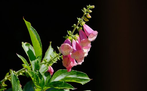 Pink bell flower branch  from Chrome web store to be run with OffiDocs Chromium online