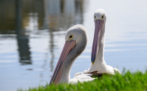 pink billed pelicans  from Chrome web store to be run with OffiDocs Chromium online
