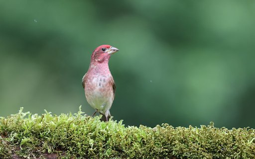 Pink Bird  from Chrome web store to be run with OffiDocs Chromium online