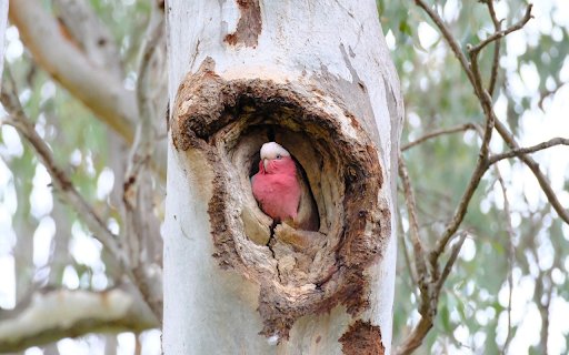 Pink bird in the tree trunk  from Chrome web store to be run with OffiDocs Chromium online