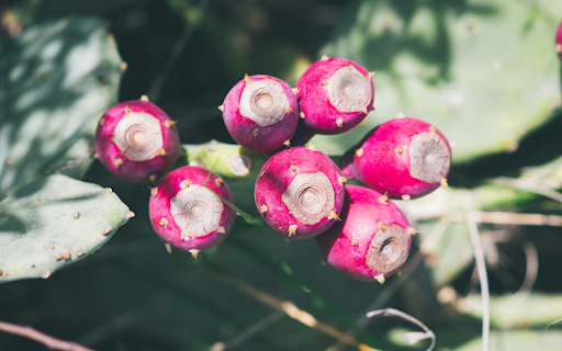 Pink Cactus Fruit from Chrome web store to be run with OffiDocs Chromium online Pink Cactus Fruit from Chrome web store to be run with OffiDocs Chromium online